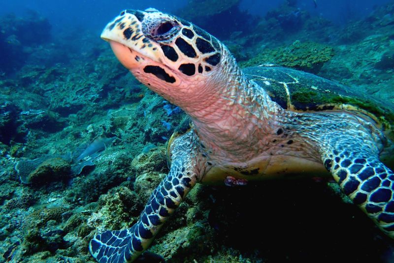 Sea Turtle Week: FSU marine biologist available to comment on importance of  these keystone species - Florida State University News